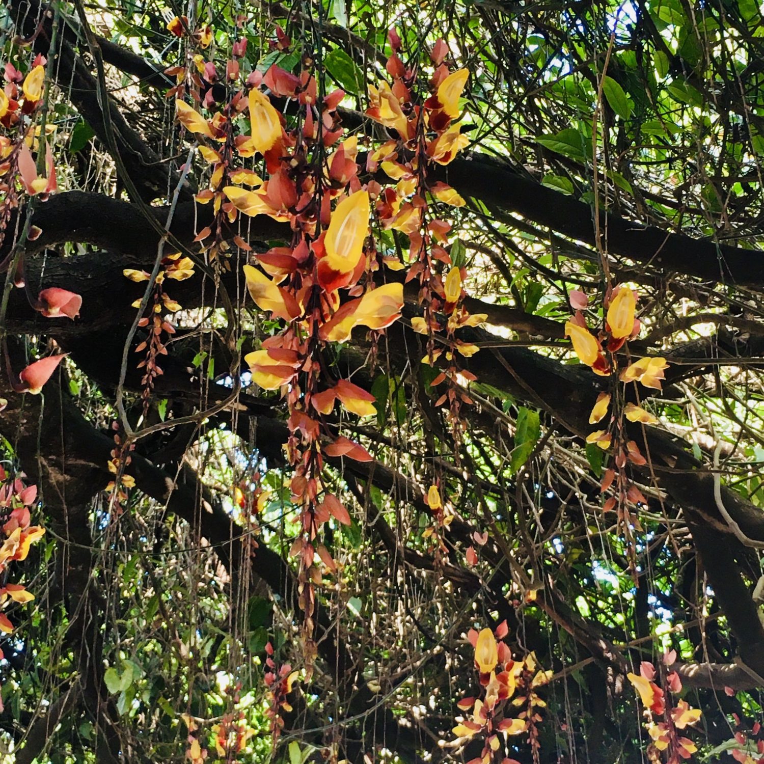 orchidée rampante madame